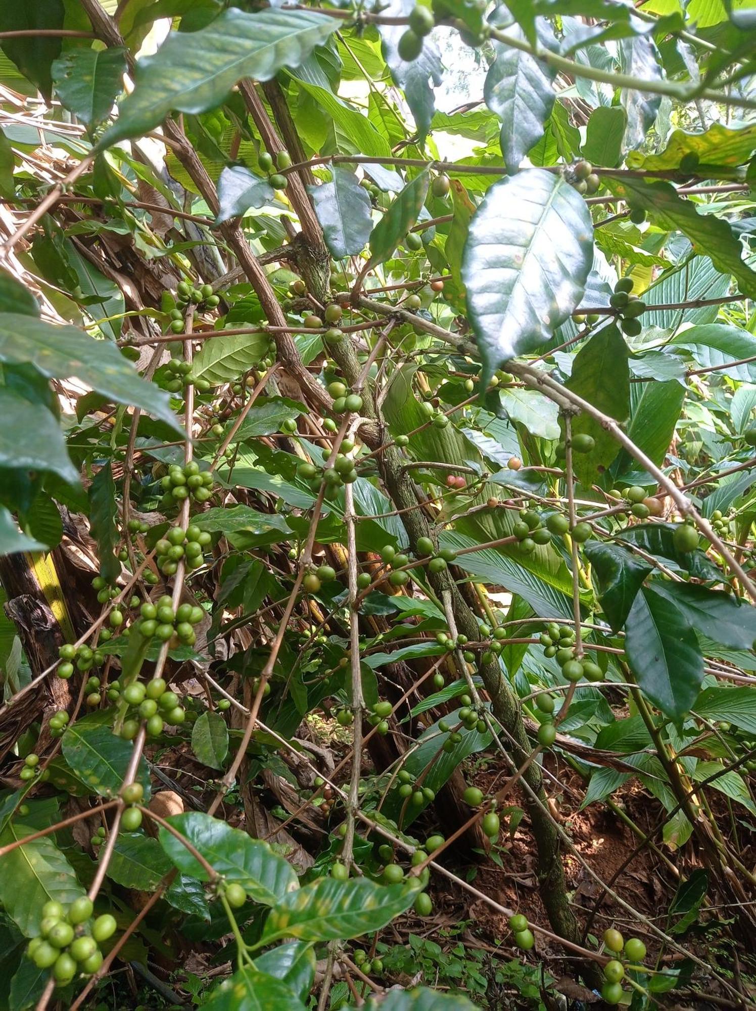 Munnar Home Stay Teadrops Plantation Villa Exteriör bild