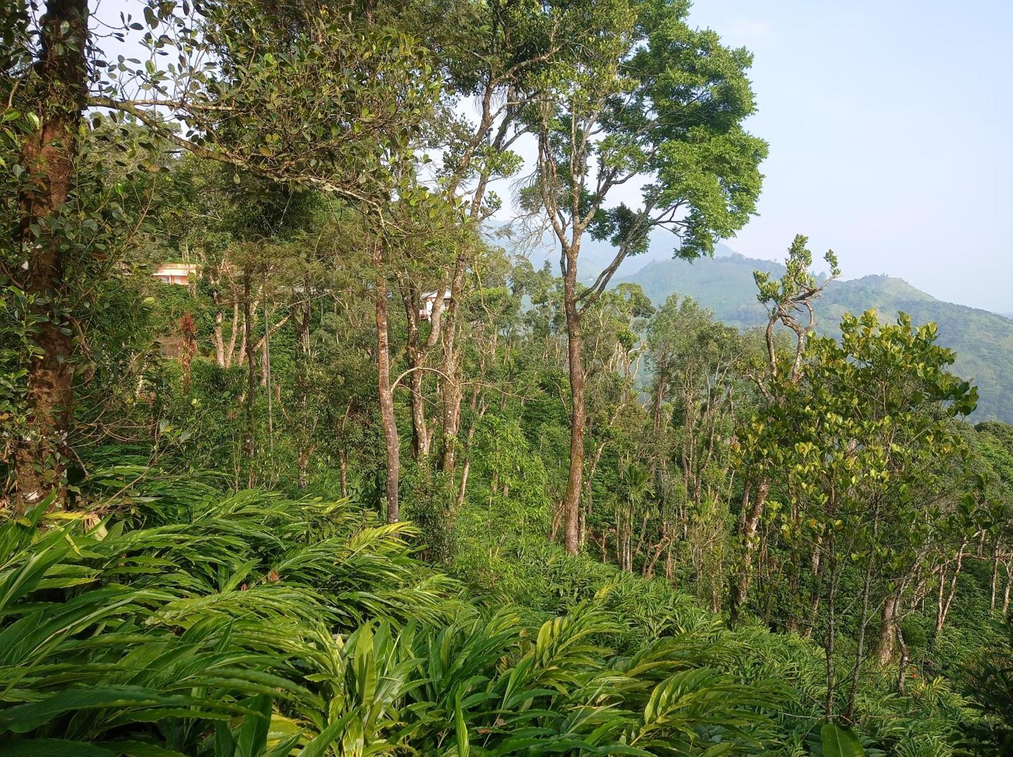 Munnar Home Stay Teadrops Plantation Villa Exteriör bild