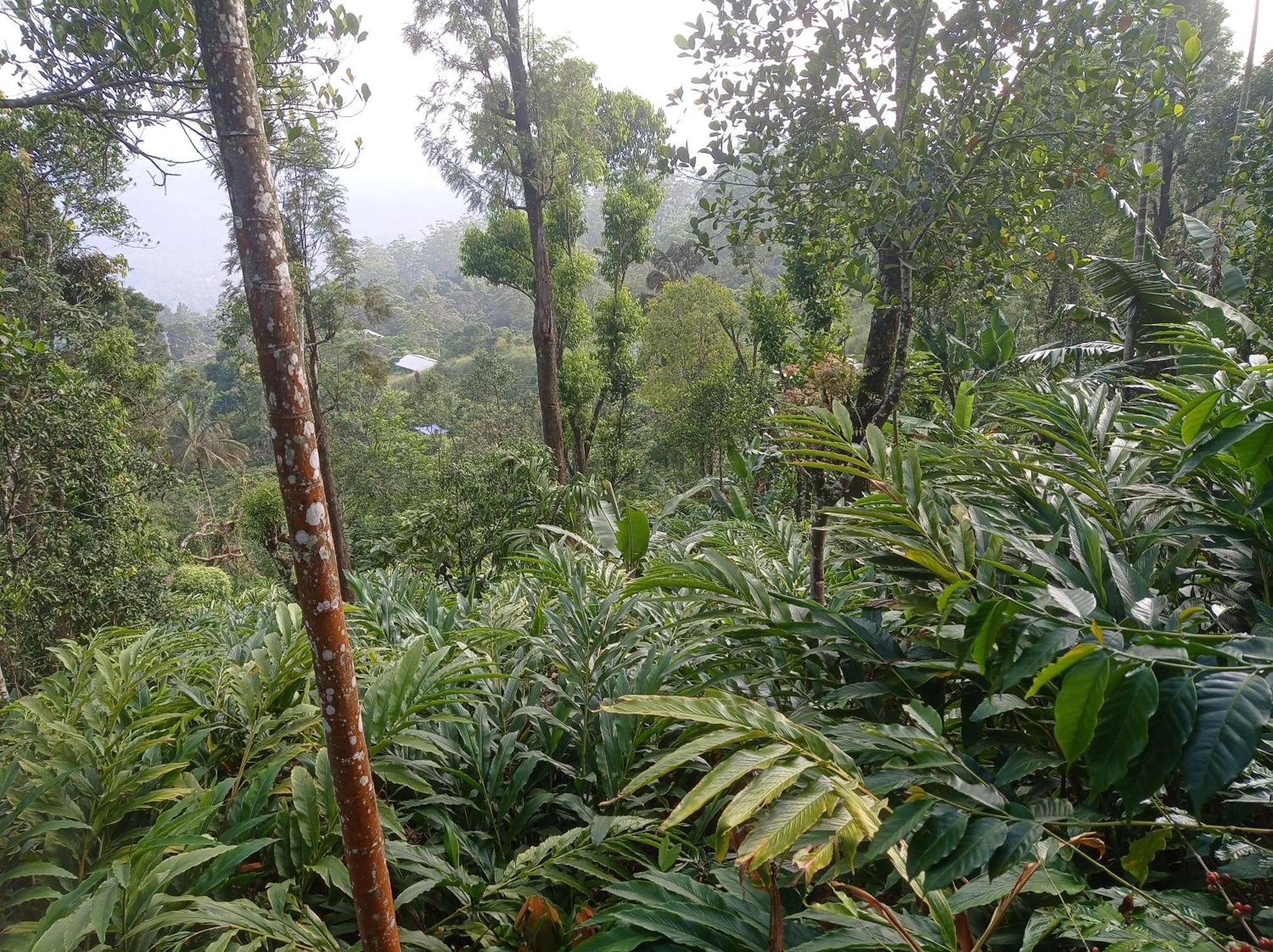 Munnar Home Stay Teadrops Plantation Villa Exteriör bild