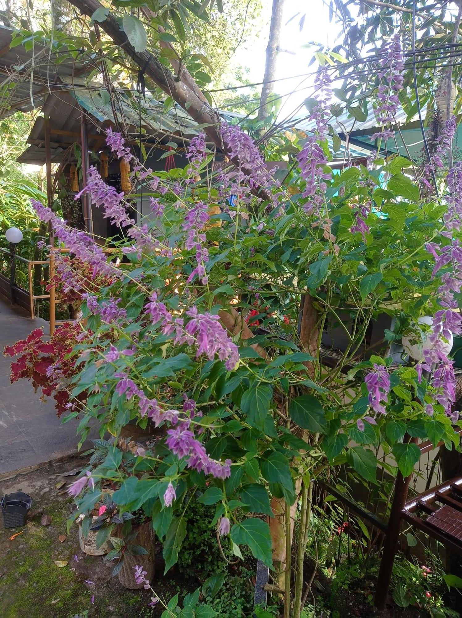 Munnar Home Stay Teadrops Plantation Villa Exteriör bild