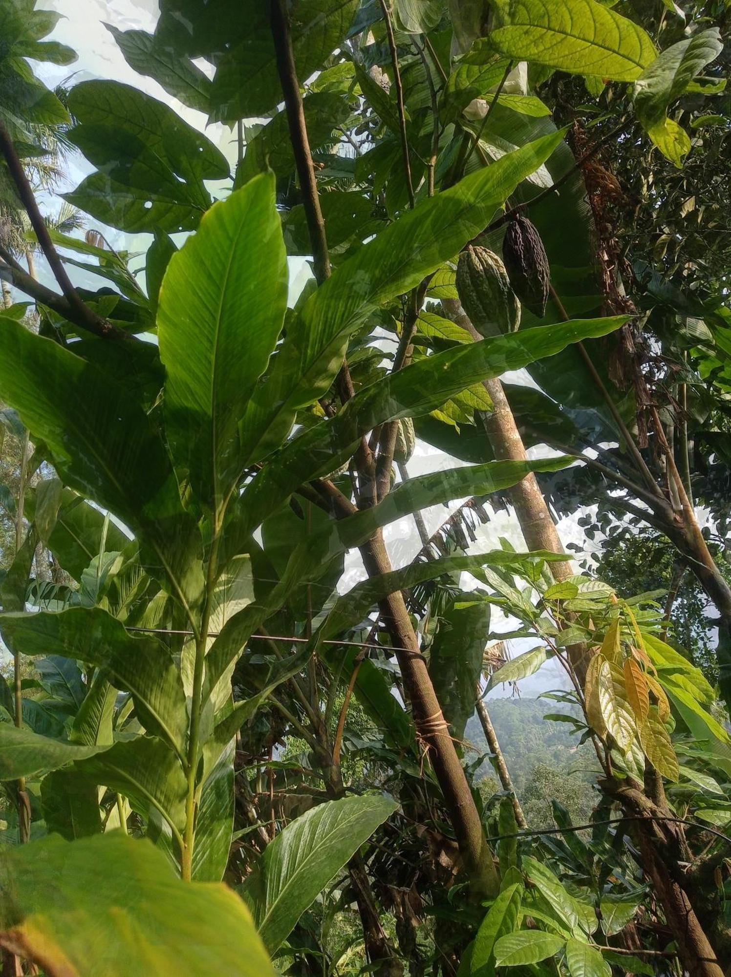 Munnar Home Stay Teadrops Plantation Villa Exteriör bild