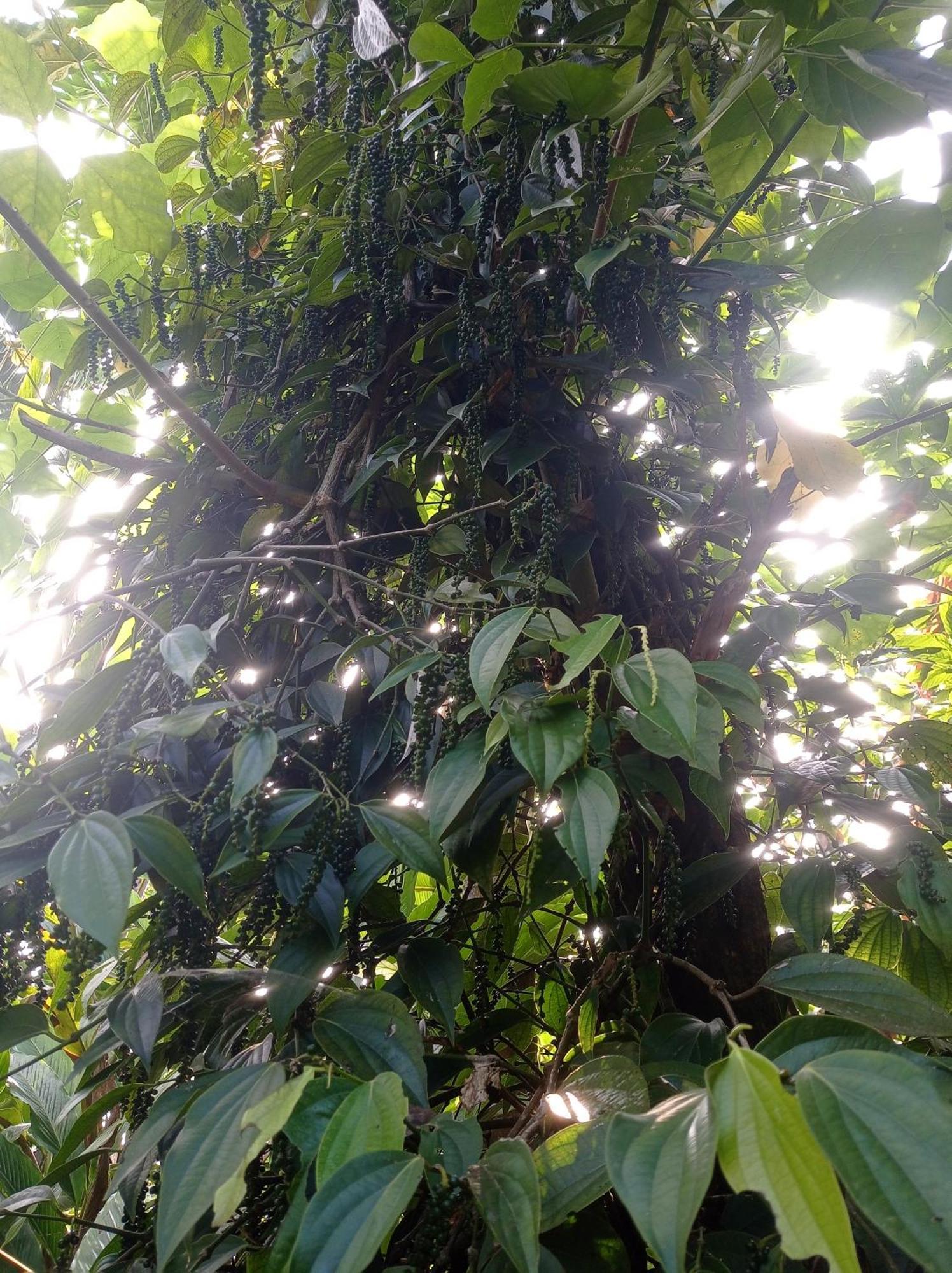 Munnar Home Stay Teadrops Plantation Villa Exteriör bild