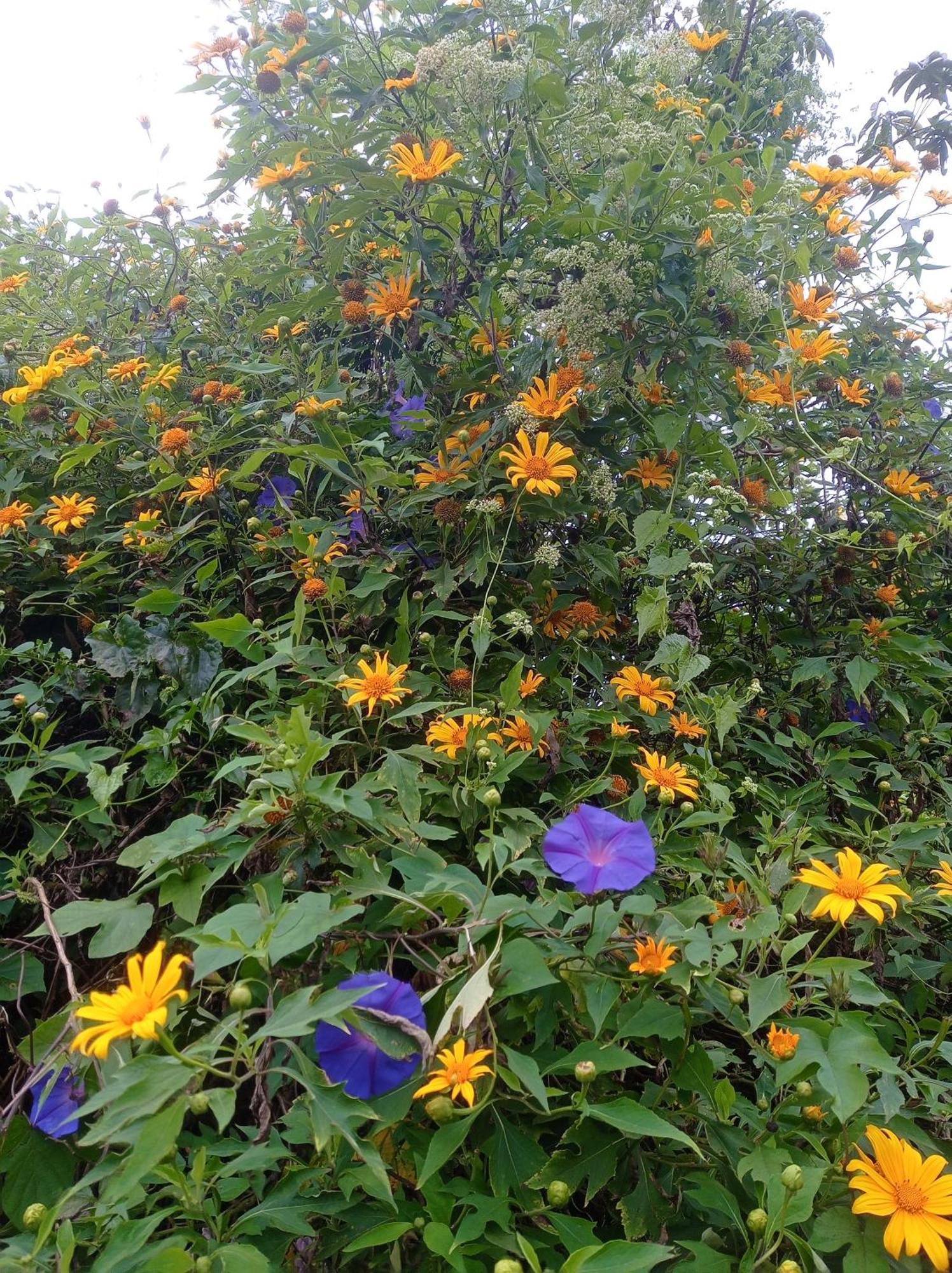 Munnar Home Stay Teadrops Plantation Villa Exteriör bild