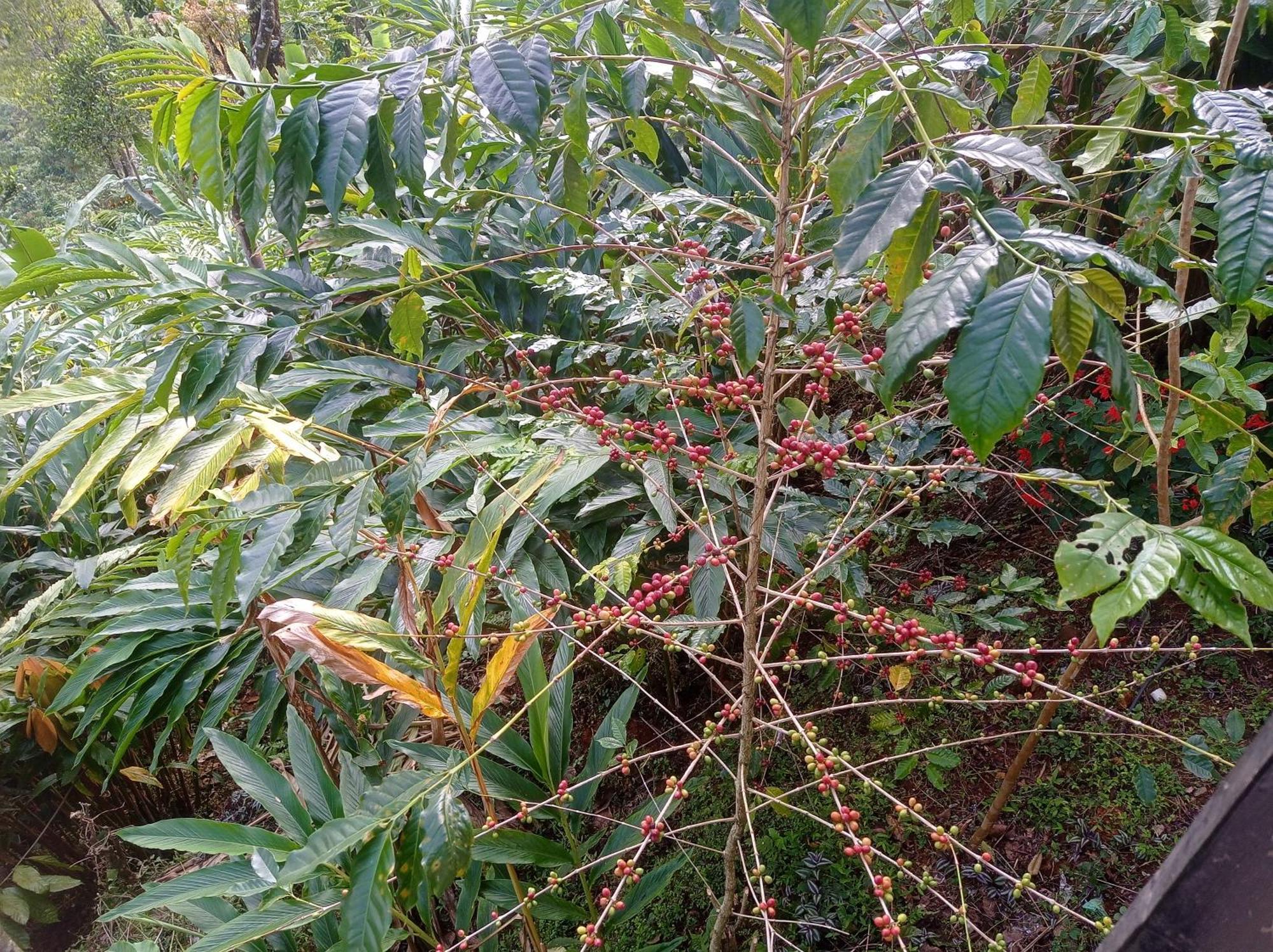 Munnar Home Stay Teadrops Plantation Villa Exteriör bild